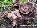 Thelephora terrestris-amf1810
